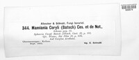 Mamianiella coryli image